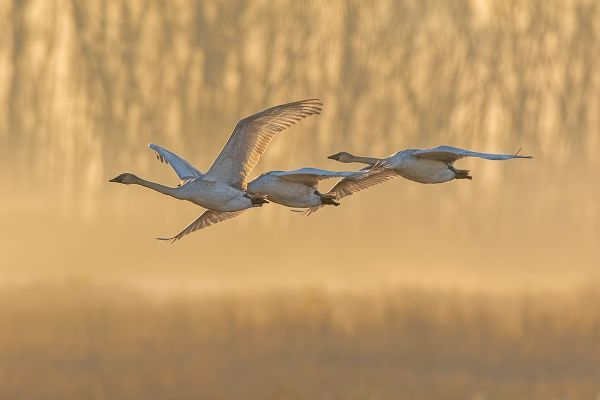 Day, Richard and Susan 아티스트의 Trumpeter Swans-Cygnus buccinator-in flight at sunrise Riverlands Migratory Bird Sanctuary-West Alt작품입니다.